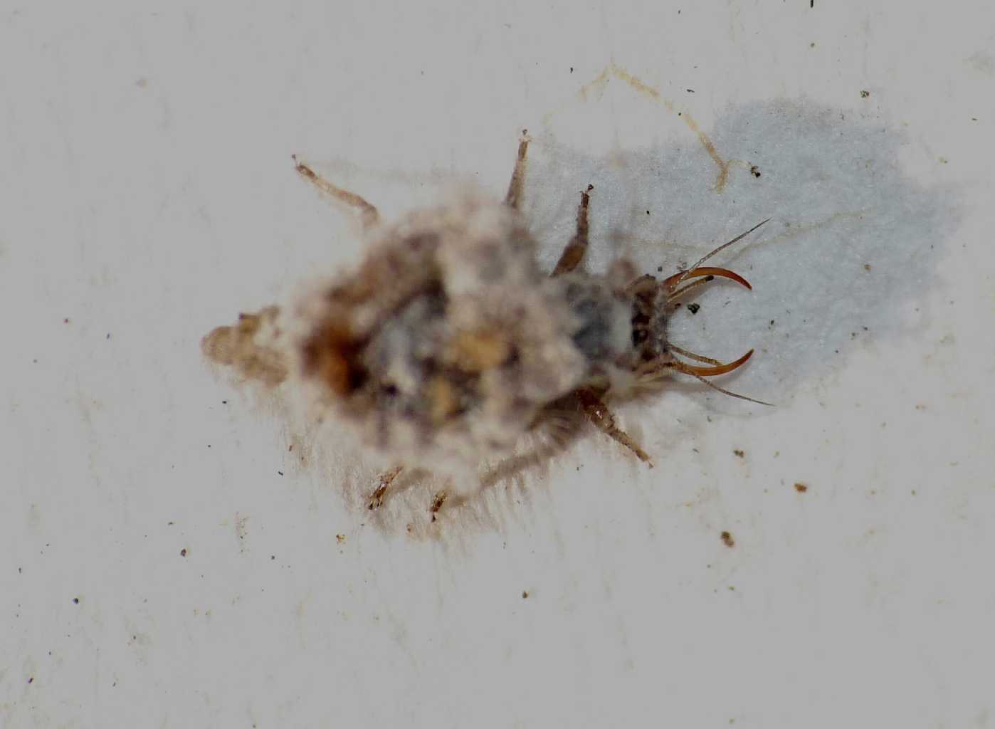 Larva di Chrysopidae